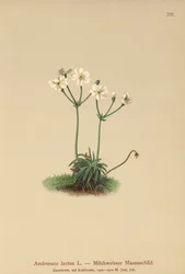 Milchweißes Mannsschild (Androsace lactea, Androsace lactiflora)